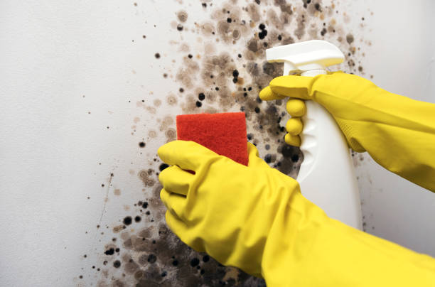 Best Toxic Mold Removal  in , NE