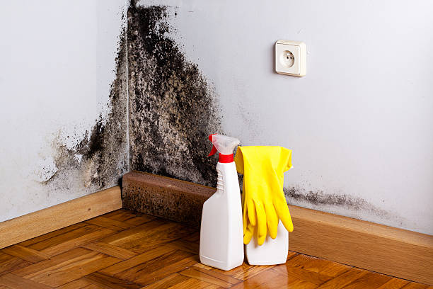 Best Attic Mold Removal  in , NE